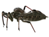 report_bugs